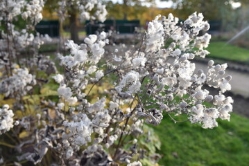 Anemone hupehensis montée en graines en automne