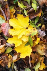 autumn leaves background