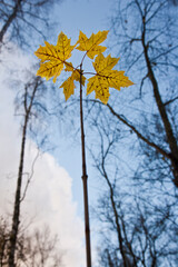 autumn trees in the sky