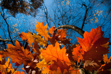 autumn leaves in the sky