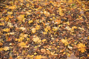 Feuilles mortes sous l'érable en automne au jardin	