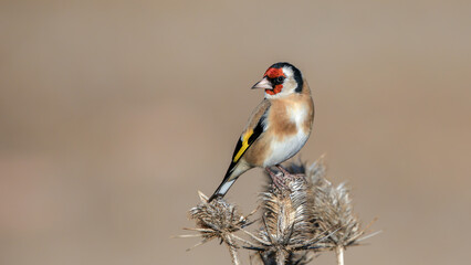 European Goldfinch bird perching on a branch