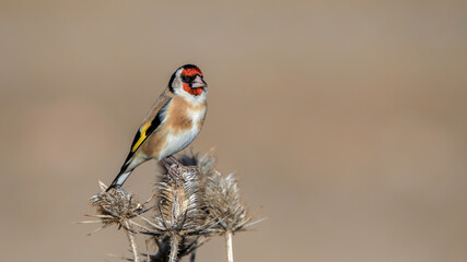 European Goldfinch bird perching on a branch