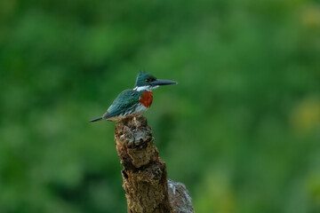 Amazon Kingfisher, Chloroceryle amazona sitting on a branch with blurry background. Found singly or in pairs, along rivers and at the edges of ponds and lakes, often perched on wires or bare snags. 
