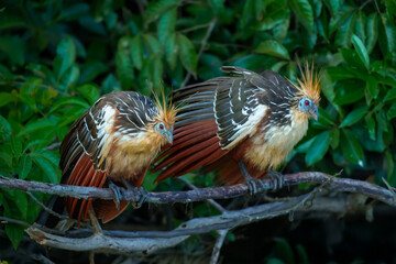 Two hoatzin (Opisthocomus hoazin) Hoatzins sits on a tree branch. Large, dumpy bird found around lake edges and slow-moving streams. Head looks too small for its large brown body.
