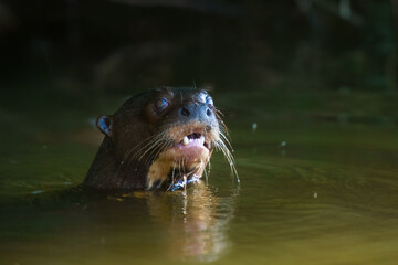 Giant River Otter, Pteronura brasiliensis, portrait, Peru, Manu national park.  South American carnivorous mammal. It is the longest member of the weasel family.