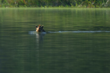 Peruvian Amazon Tapir swimming in a river. Enigmatic gentle giant of the rainforest, Manu park, Peru. Amazon.