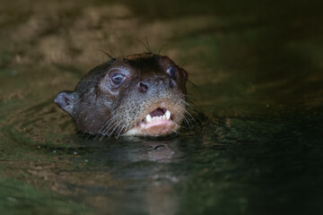 Giant River Otter, Pteronura brasiliensis, portrait, Peru, Manu national park.  South American carnivorous mammal. It is the longest member of the weasel family.