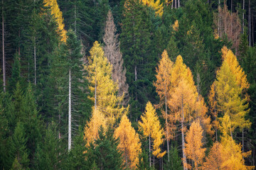 Incredible autumn view at Italian Dolomite Alps. Orange larches forest and foggy mountains peaks on background. Dolomites, Italy. Landscape photography