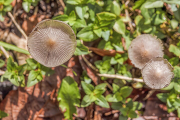 Top view of some pleated inkcap mushrooms growing on the humid ground of a forest, in the eastern Andean mountains of central Colombia, near the town of Villa de Leyva.