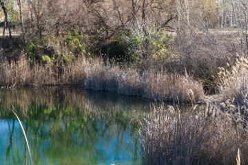 Pond shore with dry vegetation and green reflections on calm water.