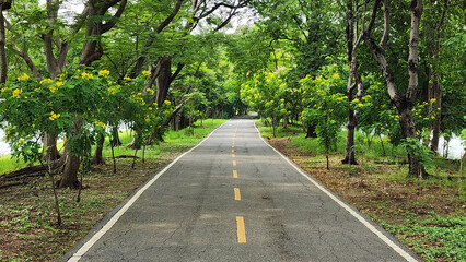 ​A straight, paved road is shown leading into the distance, framed by a dense canopy of vibrant green trees On both sides of the road, the trees create a natural tunnel effect