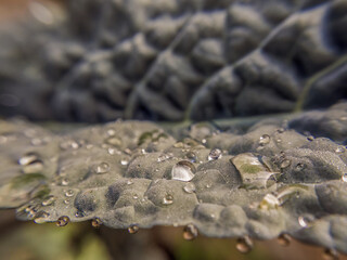 Variety of sizes of raindrops on a kale leaf; macrophotography captured in the orchard of a farm in the eastern Andean mountains of central Colombia.