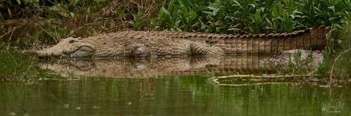 A Nile crocodile basking in the sun reflected in the water at a dam in Manyoni Game Reserve, Kwa-Zulu Natal, South Africa