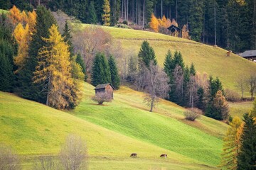 Incredible autumn view at Italian Dolomite Alps. Orange larches forest and foggy mountains peaks on background. Dolomites, Italy. Landscape photography