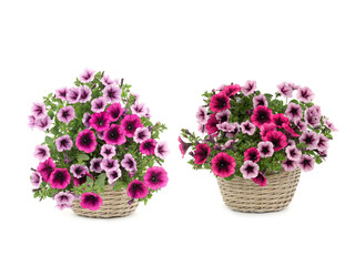 collage bouquet flowers surfinia  in a pot isolated on a white background.