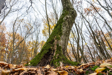 Fototapeta premium Majestic tree trunk covered in moss with fallen leaves in a serene autumn forest on a cloudy day