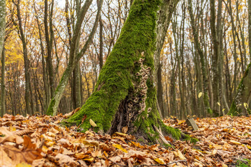 Moss-covered tree trunk amidst golden autumn leaves in a tranquil forest setting during fall
