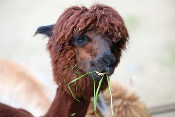 Obraz premium funny shaggy Brown Alpaca Enjoying a Green Grassy Snack