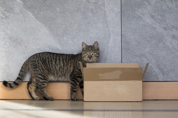 Mały śmieszny szary kot w kartonowym pudełku