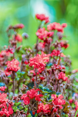Red geranium plant in full bloom against a defocused green background; captured in the eastern Andean mountains of central Colombia near the Iguaque natural reserve.