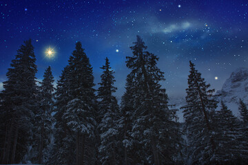 Starry night sky over trees silhouette, winter background.