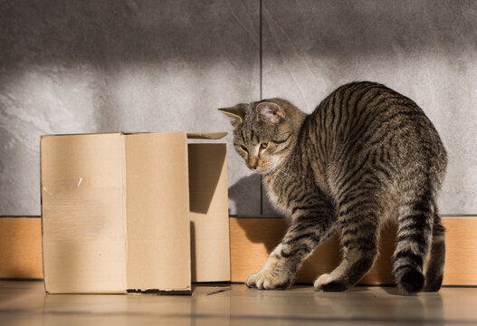 Fototapeta Mały śmieszny szary kot w kartonowym pudełku