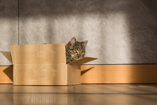 Fototapeta Mały śmieszny szary kot w kartonowym pudełku