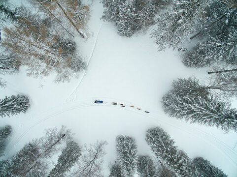 Aerial view showing dog sled team moving through snow-covered forest surrounded by tall evergreen trees in serene winter landscape