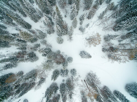 Drone image capturing dense forest with snow blanketing ground and treetops in circular pattern creating tranquil winter atmosphere