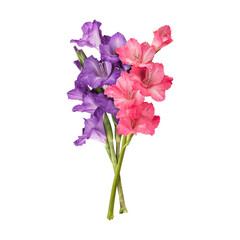 Pink purple gladiolus flower stems isolated on transparent background
