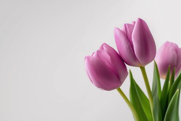 Minimalist still life of pink tulips with green stems on clean white background