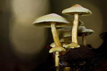 Eine Gruppe Hutpilze auf einem morschen Stamm