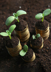 Piles of gold coins in the ground and green fresh sprouts.. Vertical photo format