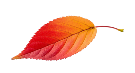 A single autumn leaf with red and orange gradient colors, isolated on transparent background