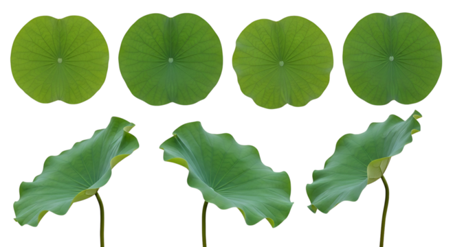 Set of green lotus leaves in various shapes and orientations isolated on transparent background