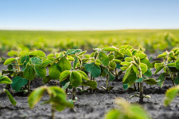 Close up of young soybean plants growing in fertile soil under clear blue sky
