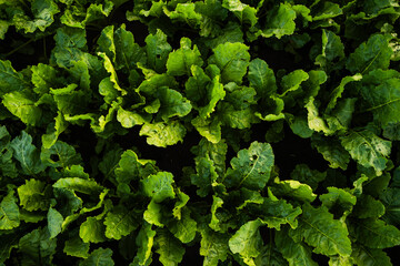 Close up texture of fresh sugar beet leaves growing in agricultural soil