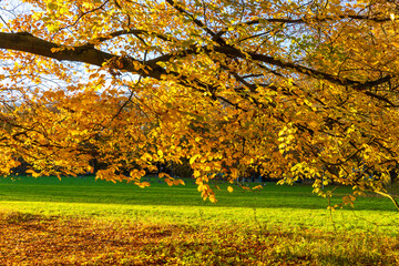Park am Decksteiner Weiher im Herbst