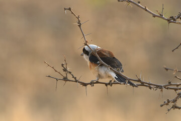 Bay-backed Shrike perched on thorny branch at Bhigwan, Maharashtra, India