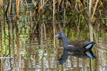 Portrait of a juvenille Common moorhen (Gallinula chloropus) als known as waterhen swimming and...