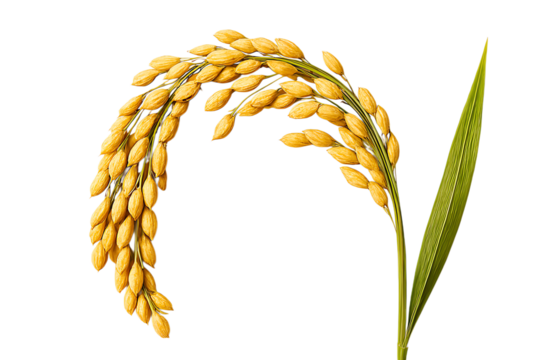 Fresh golden paddy rice ear on stem, isolated background. Golden rice stalk with ripe grains and green leaf, transparent PNG
