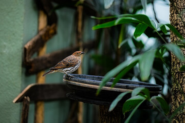 Violet-backed starling at the zoo