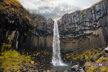 Svartifoss waterfall cascades down dramatic basalt columns in Iceland. Surrounded by vibrant autumn colors, it showcases the unique geology of the area.