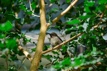 Scarlet-chested sunbird with spotted feathers at the zoo