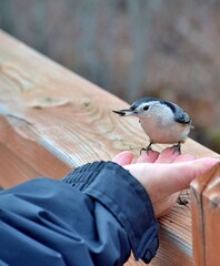 A man is feading a cute bird during fall in Laval, Quebec, Canada
