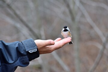 A man is feading a cute bird during fall in Laval, Quebec, Canada