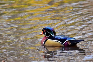 A Carolina Wood duck is floating on water during fall in Laval, Quebec, Canada