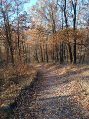 path in autumn forest