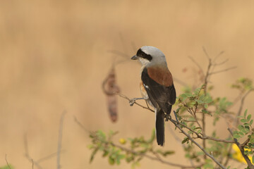 Bay-backed Shrike perched on a bush at Bhigwan, Maharashtra, India